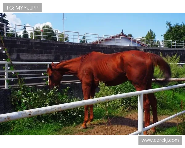 富里睡醒发现自家马场又多两匹纯血马，这日子没法过了